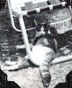 Puffy cat